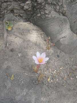 Imagem de Zephyranthes fosteri Traub