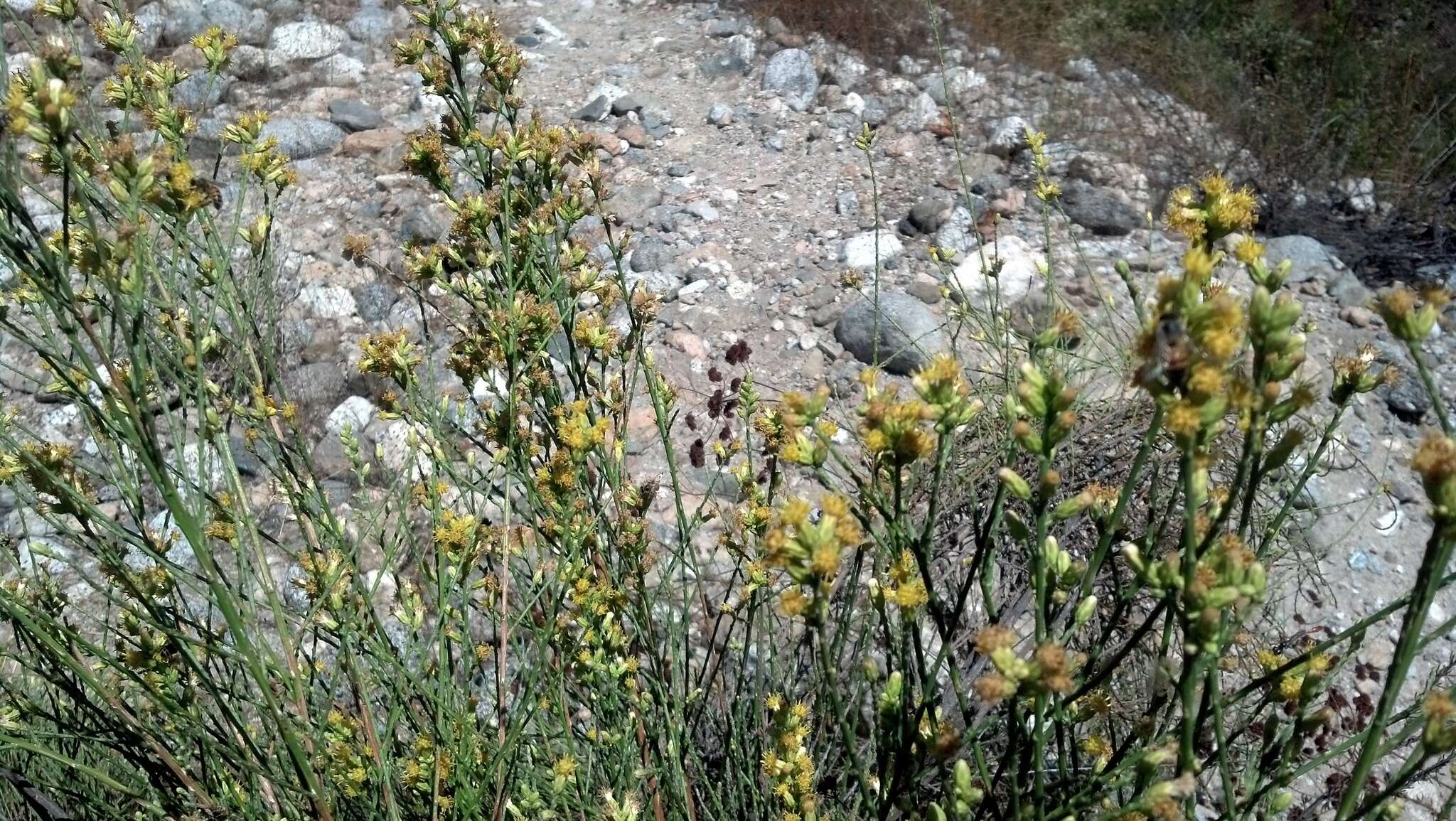 Image of California broomsage