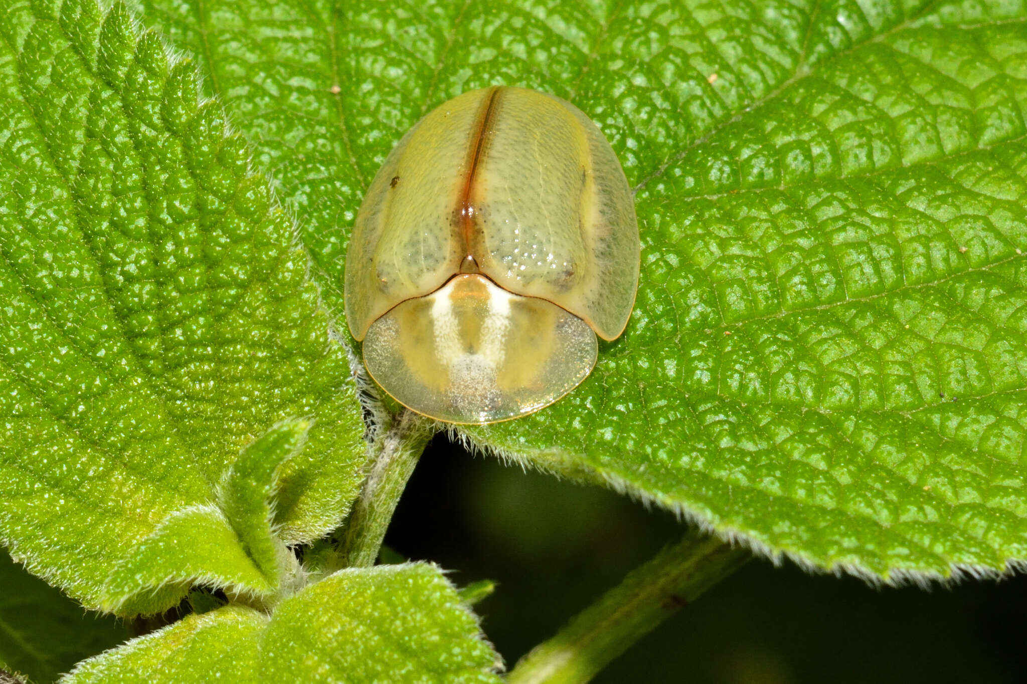 Слика од Physonota nitidicollis Boheman 1854