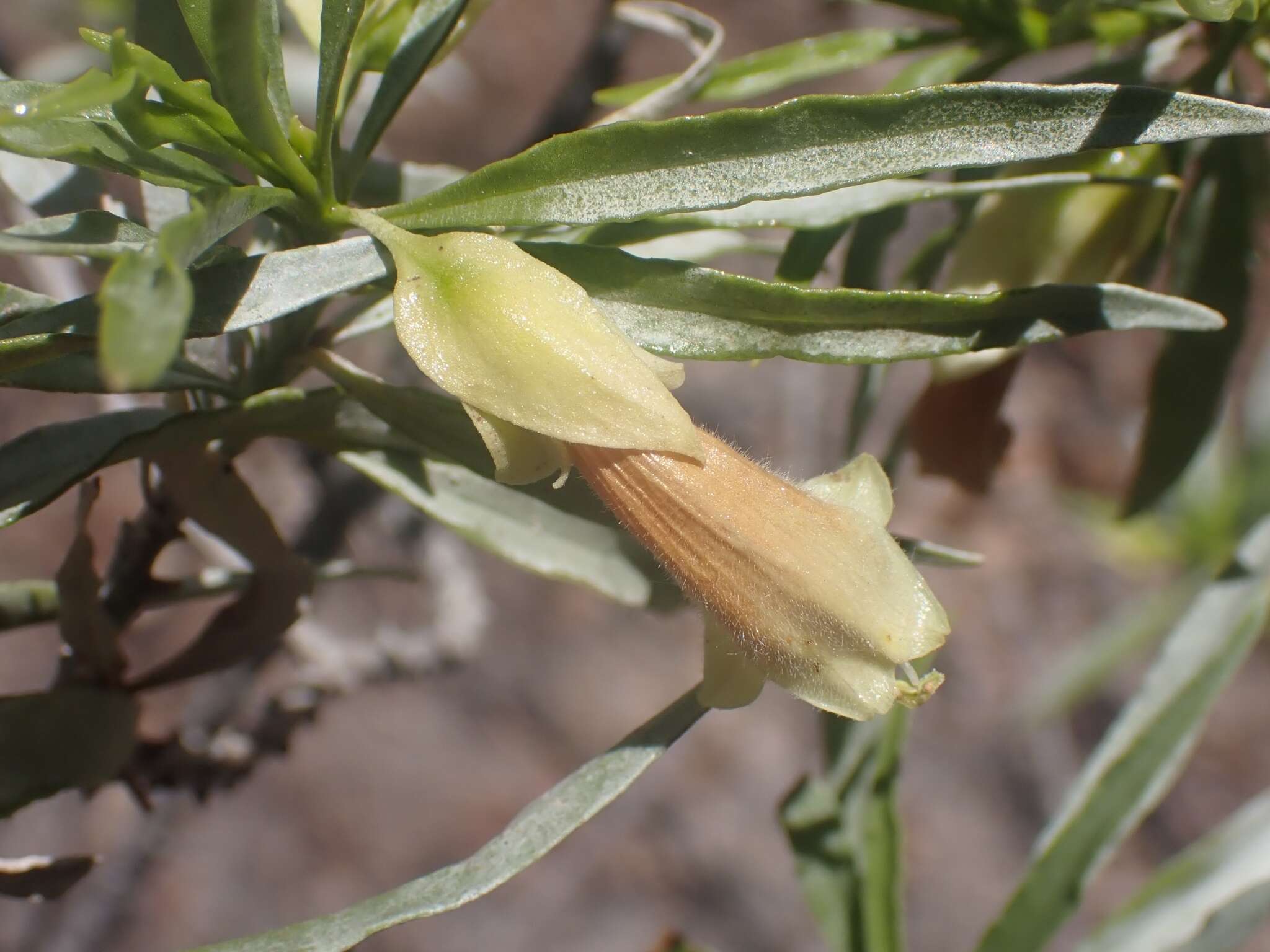 Image de Eremophila alatisepala R. J. Chinnock