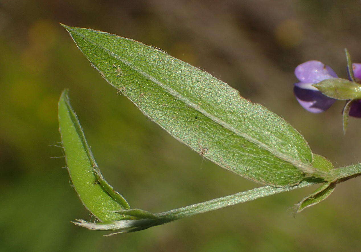 Psoralea plauta C. H. Stirt. resmi