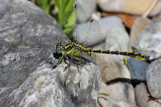 Image of Pronged Clubtail