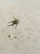 Image of Elegant Bush Katydid