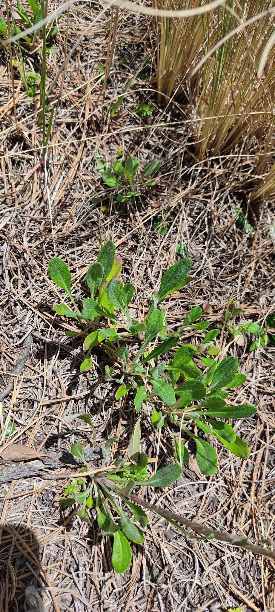 Image de Packera bellidifolia (Kunth) W. A. Weber & Á. Löve