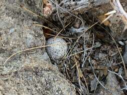 Image of Mammillaria lasiacantha subsp. lasiacantha