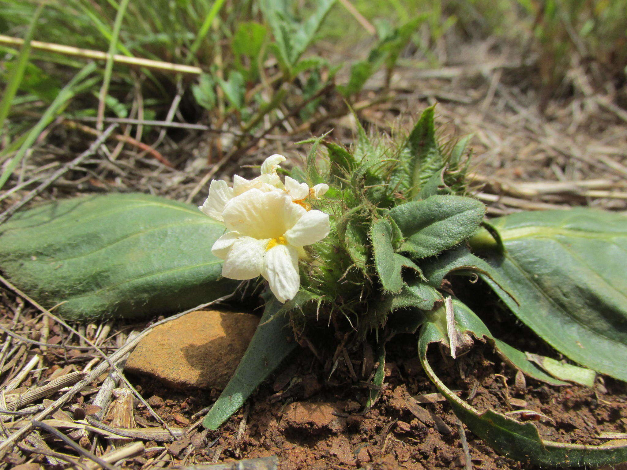 صورة Crabbea acaulis N. E. Brown