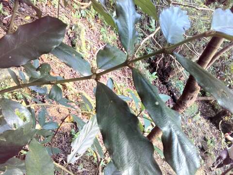 Lasianthus verticillatus (Lour.) Merr. resmi