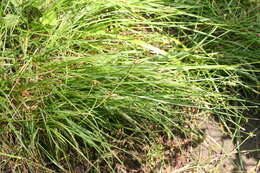 Image de Carex spicata Huds.