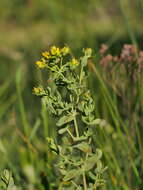 Imagem de Hypericum perforatum subsp. perforatum