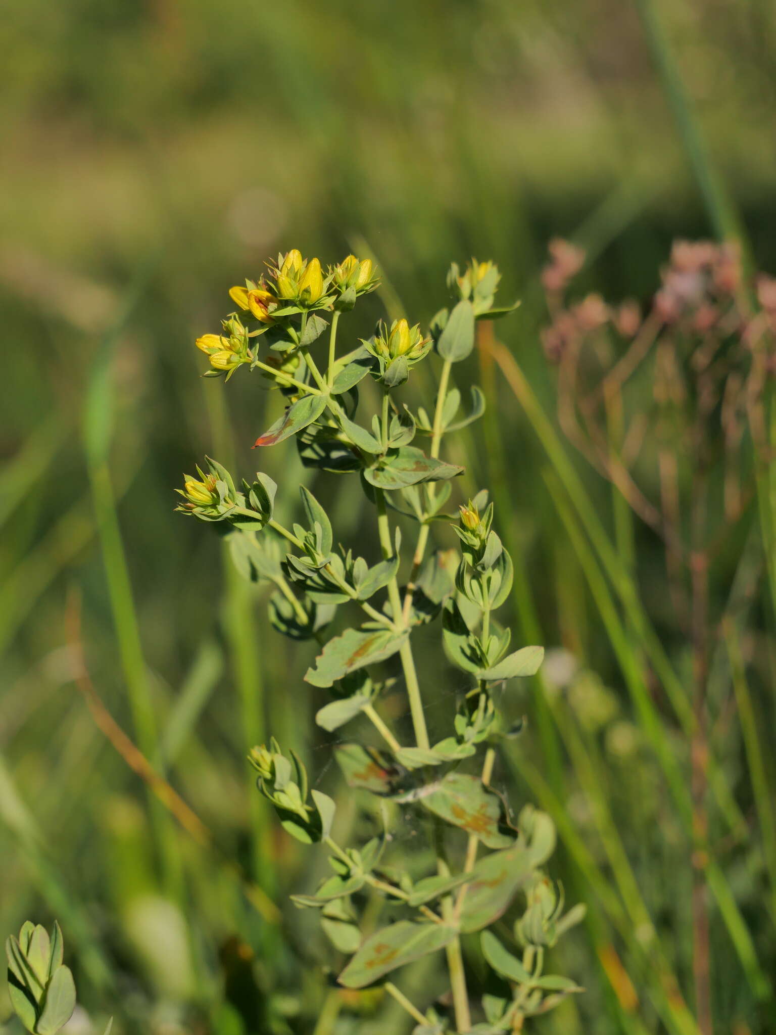 Imagem de Hypericum perforatum subsp. perforatum