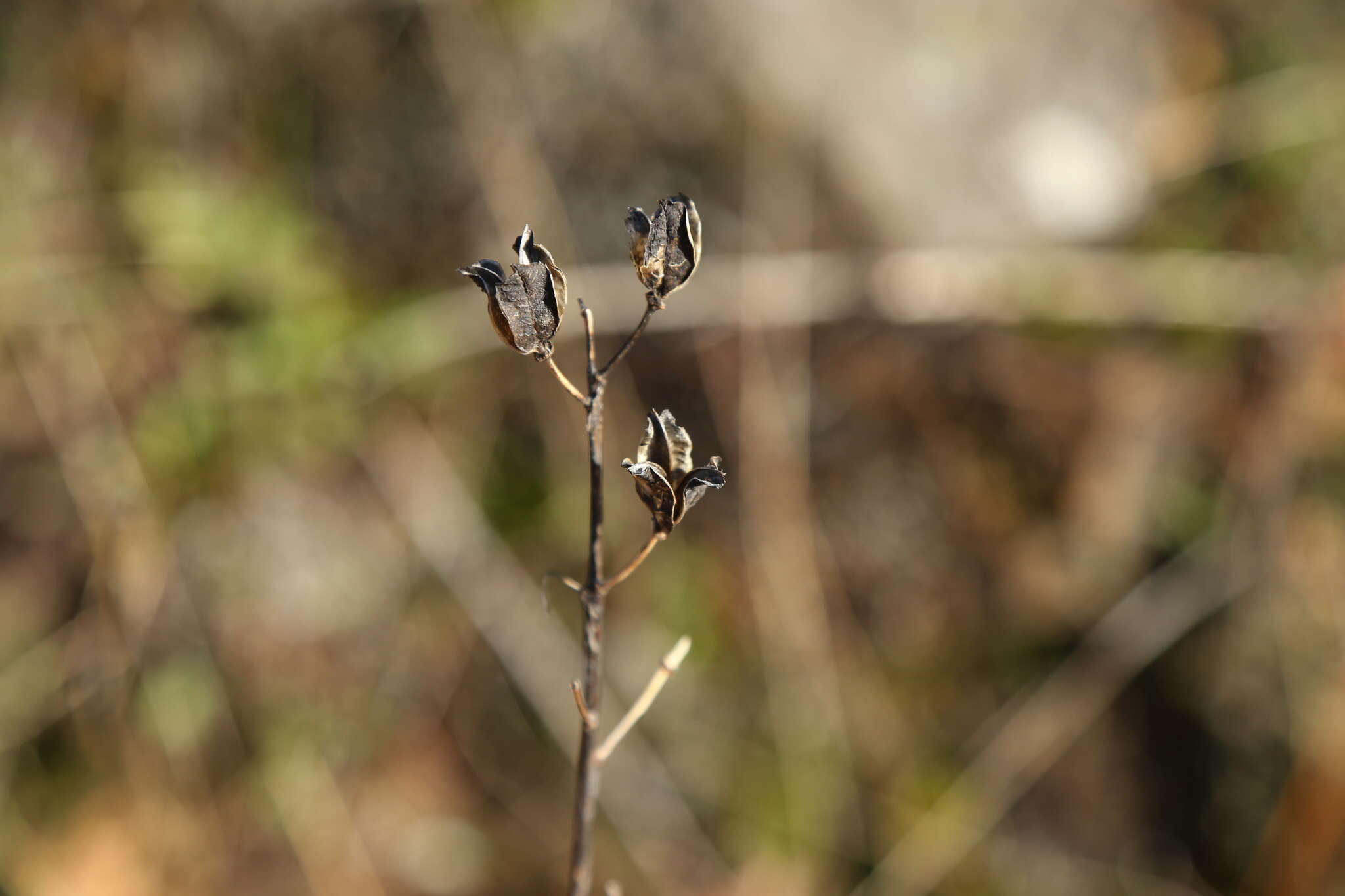 Imagem de Camassia leichtlinii subsp. suksdorfii (Greenm.) Gould