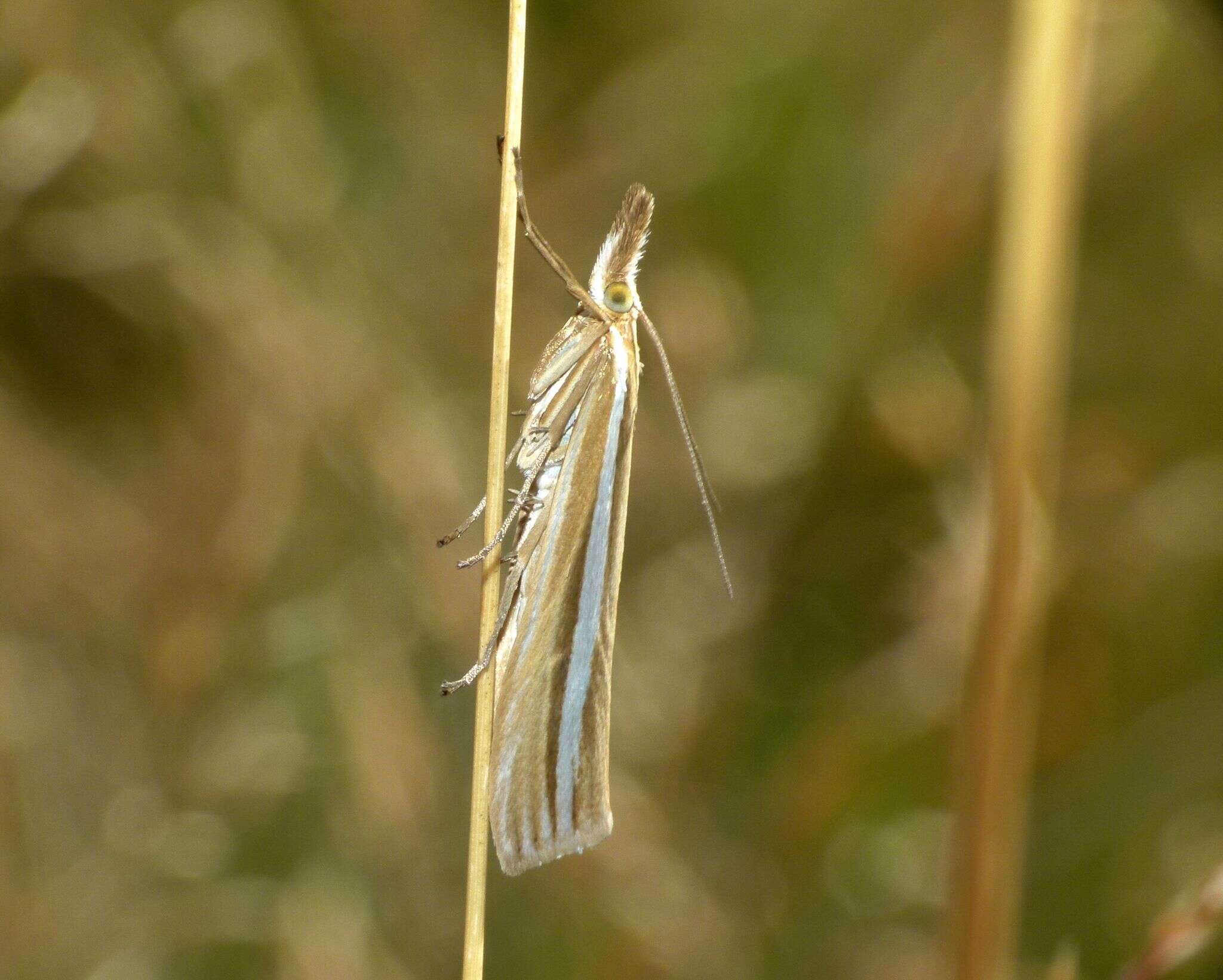 Image of Orocrambus lewisi Gaskin 1975