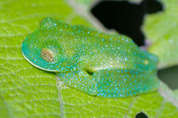 Image of Bumpy Glassfrog