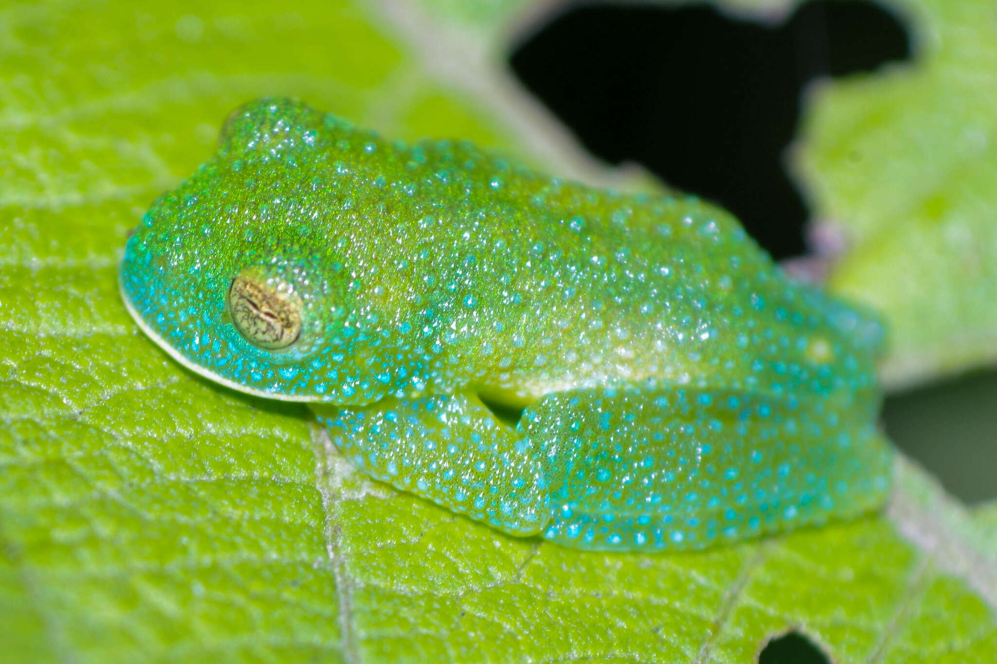 Image of Bumpy Glassfrog