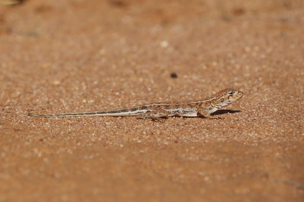 Image of Ctenophorus spinodomus Sadlier, Colgan, Beatson & Cogger 2019