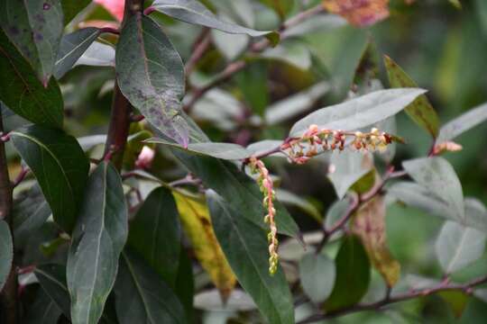 Image de Gaultheria acuminata Cham. & Schlecht