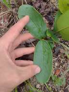 Image of Annona warmingiana Mello-Silva & Pirani