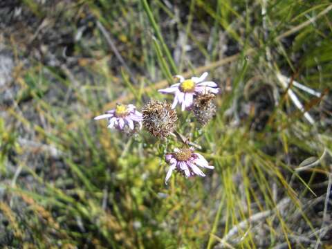 Image of Athrixia heterophylla (Thunb.) Less.