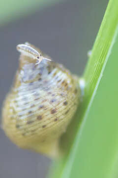 Image of Littoraria irrorata (Say 1822)