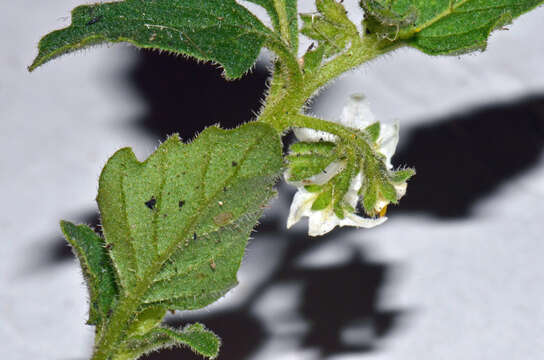 Image of Green Nightshade