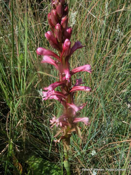 Image of Satyrium macrophyllum Lindl.