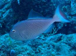 Image of Sargassum Triggerfish