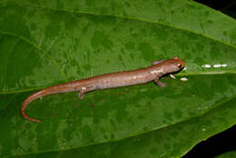 Image of Bolitoglossa cuna Wake, Brame & Duellman 1973