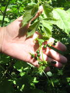 Image of white bryony