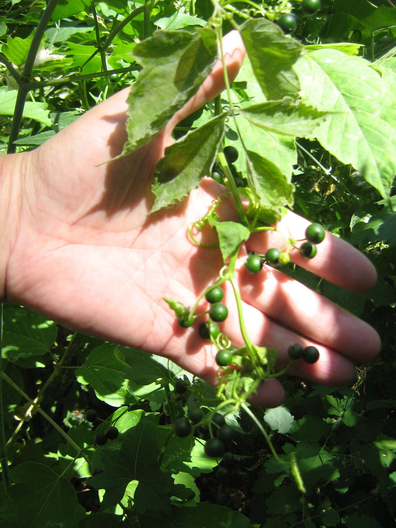 Image of white bryony