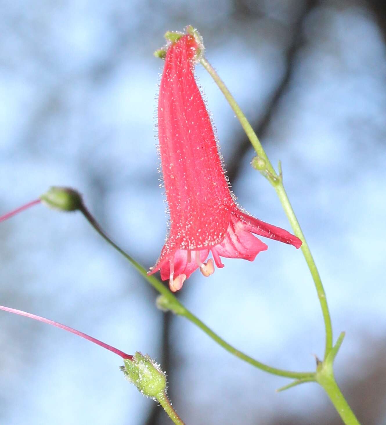 Image of Penstemon lanceolatus Benth.