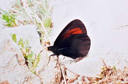 Image of Erebia erinna Staudinger 1894