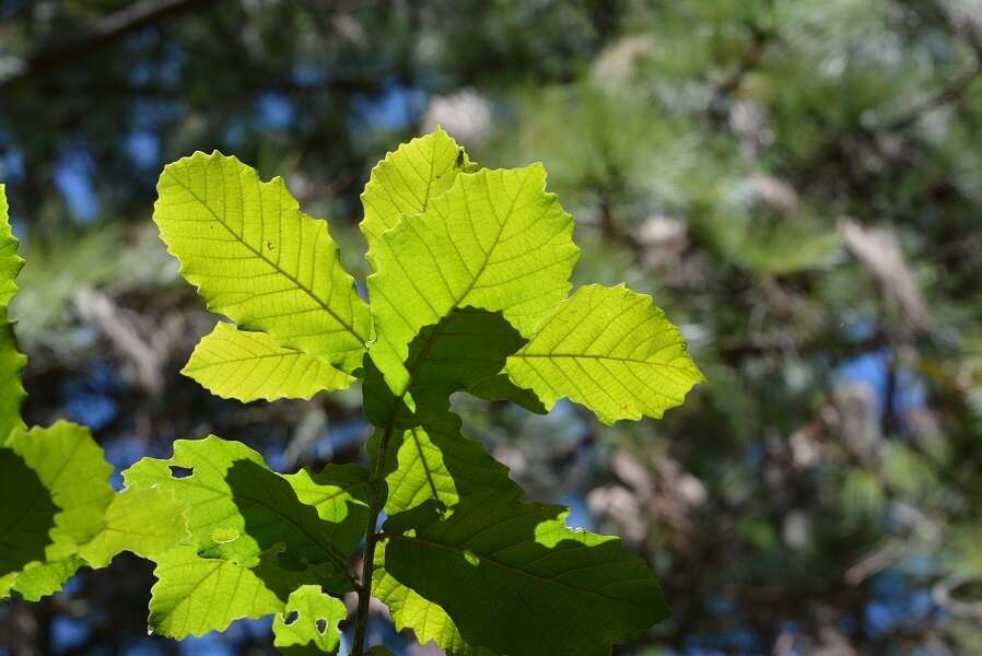 Слика од Quercus segoviensis Liebm.