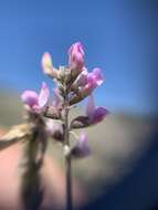 Sivun Astragalus hypoleucus Schau. kuva