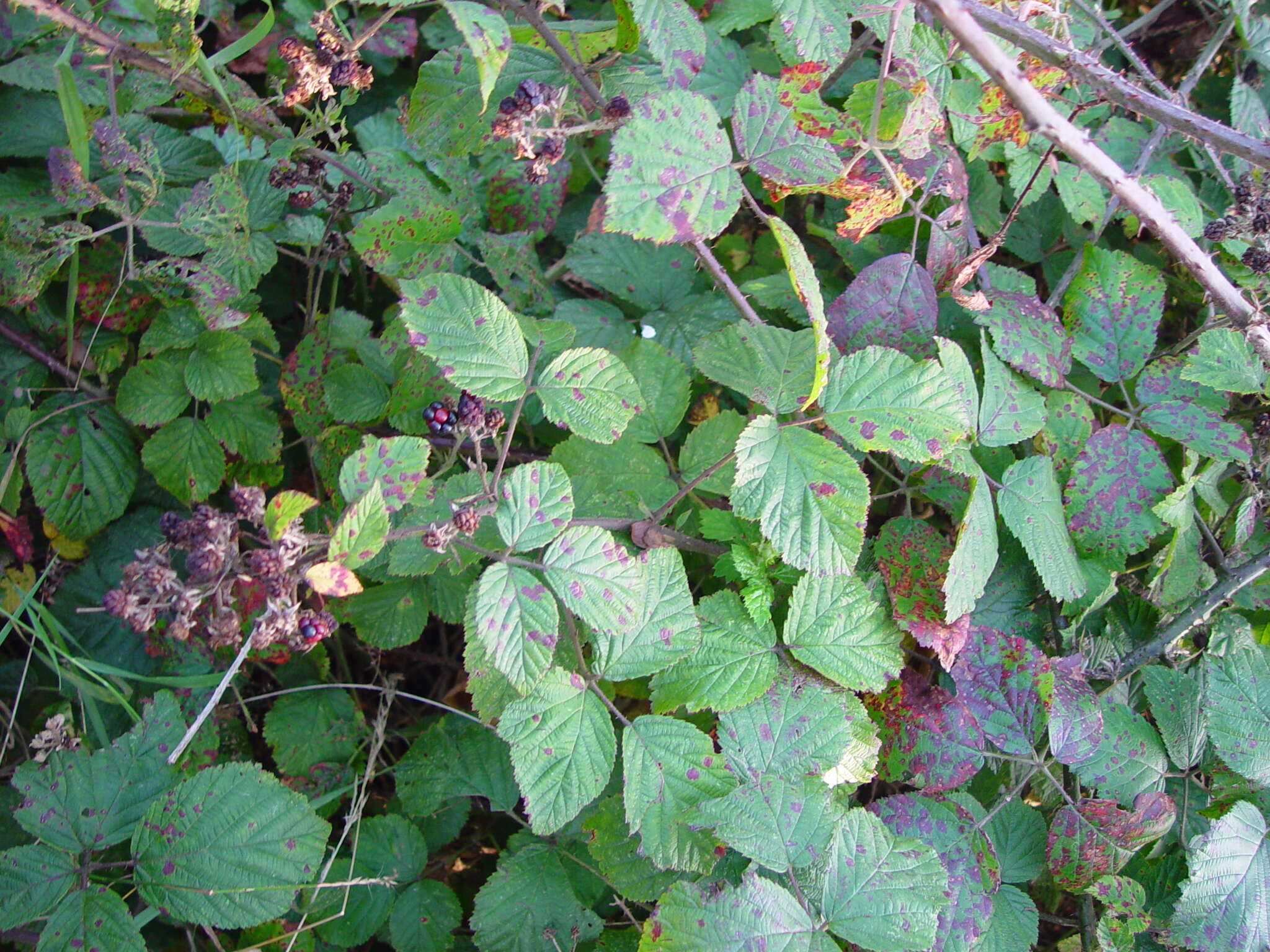 صورة Rubus bartonii Newton