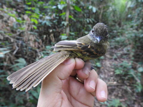 Image of Dusky-tailed Flatbill