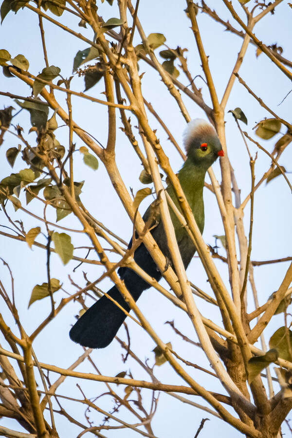 Image of Prince Ruspoli's Turaco