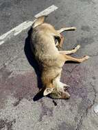 Imagem de Canis latrans dickeyi Nelson 1932