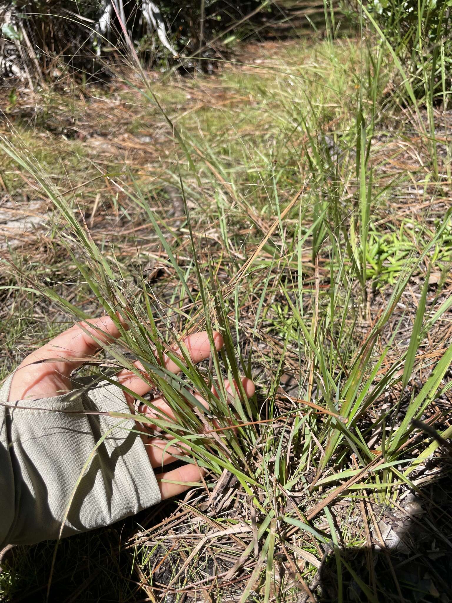 Plancia ëd Eragrostis refracta (Muhl.) Scribn.