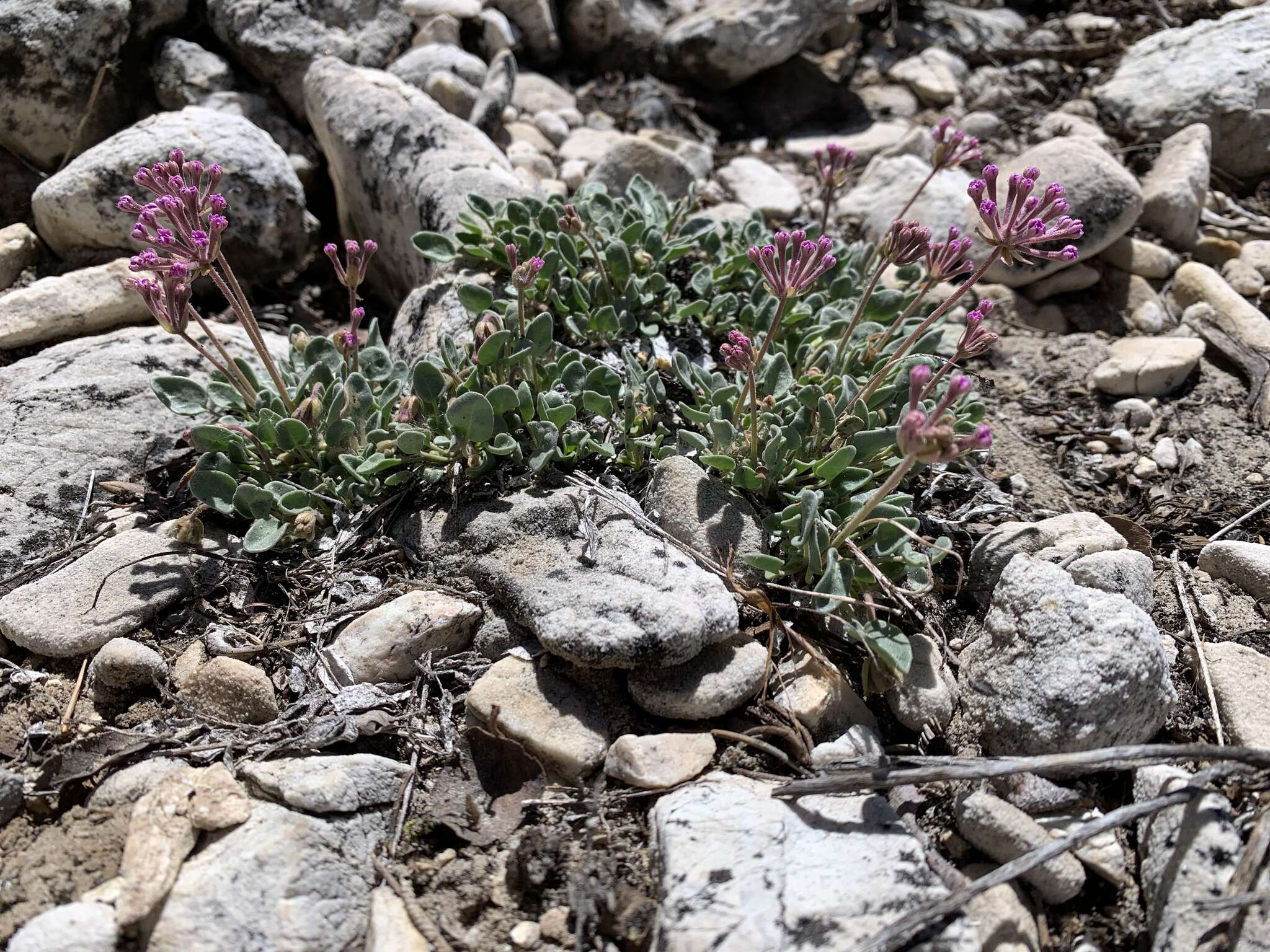 Image of Coville's dwarf sand verbena