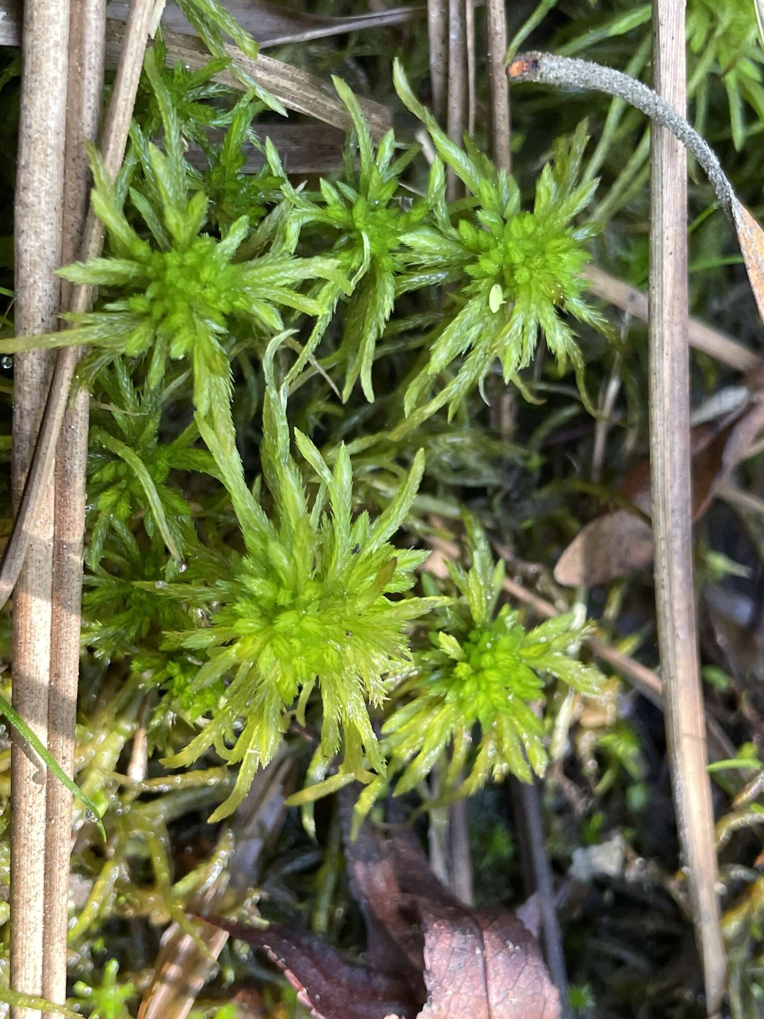 喙叶泥炭藓的圖片