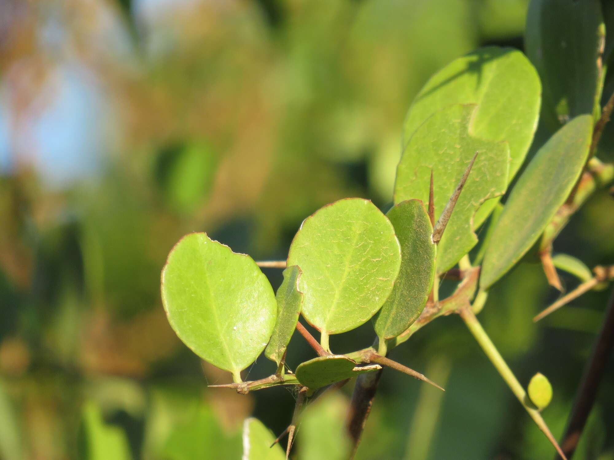 Image of Gymnosporia arenicola M. Jordaan