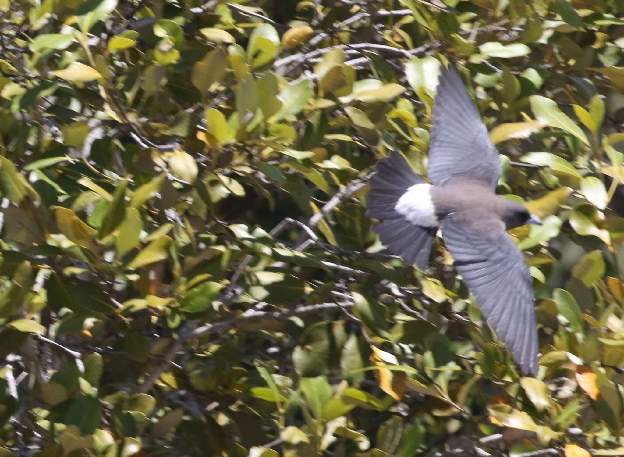 Image of White-breasted Woodswallow