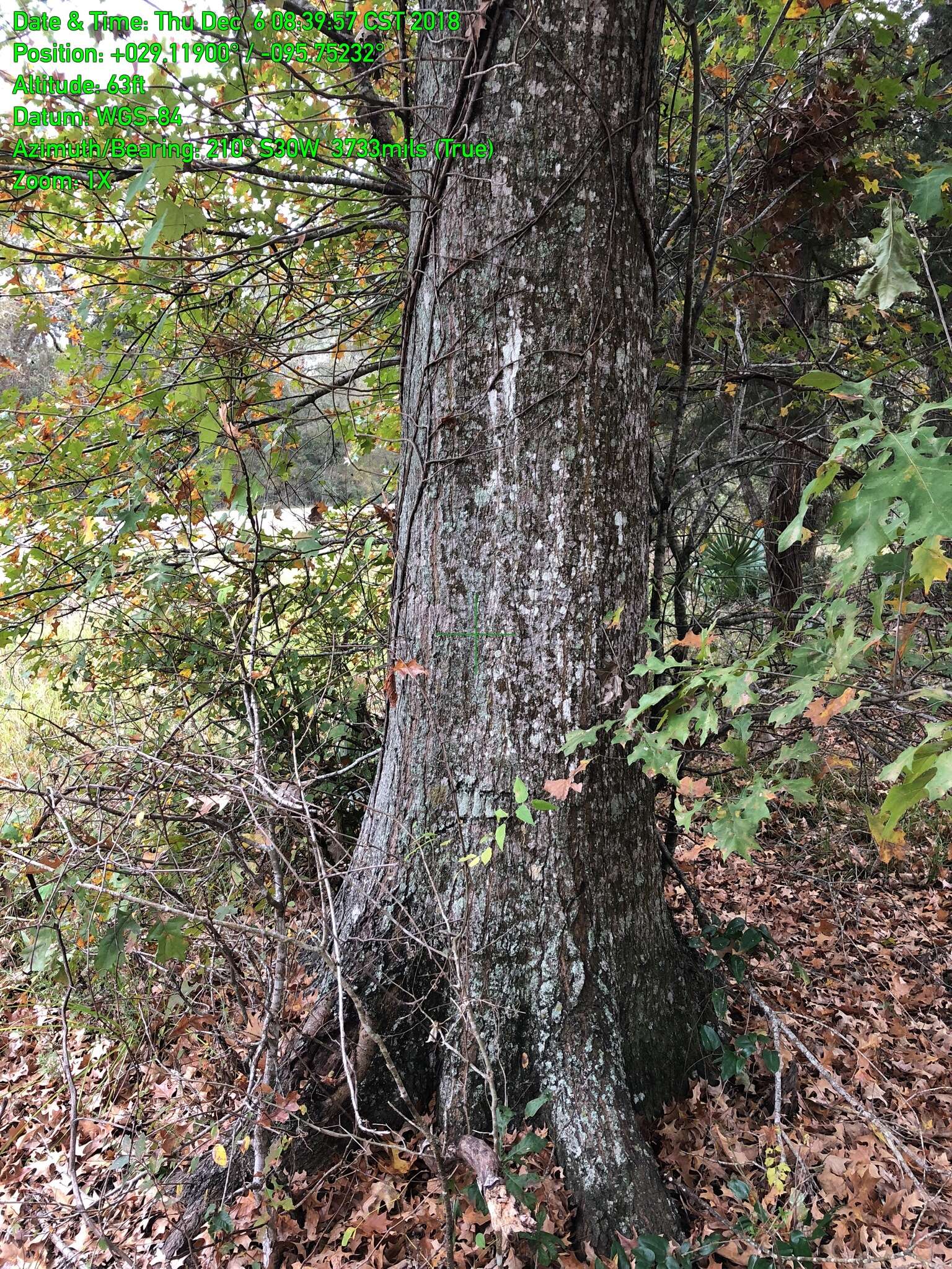 Image of Nuttall Oak