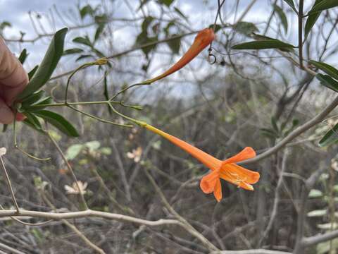 Image de Bignonia longiflora Cav.