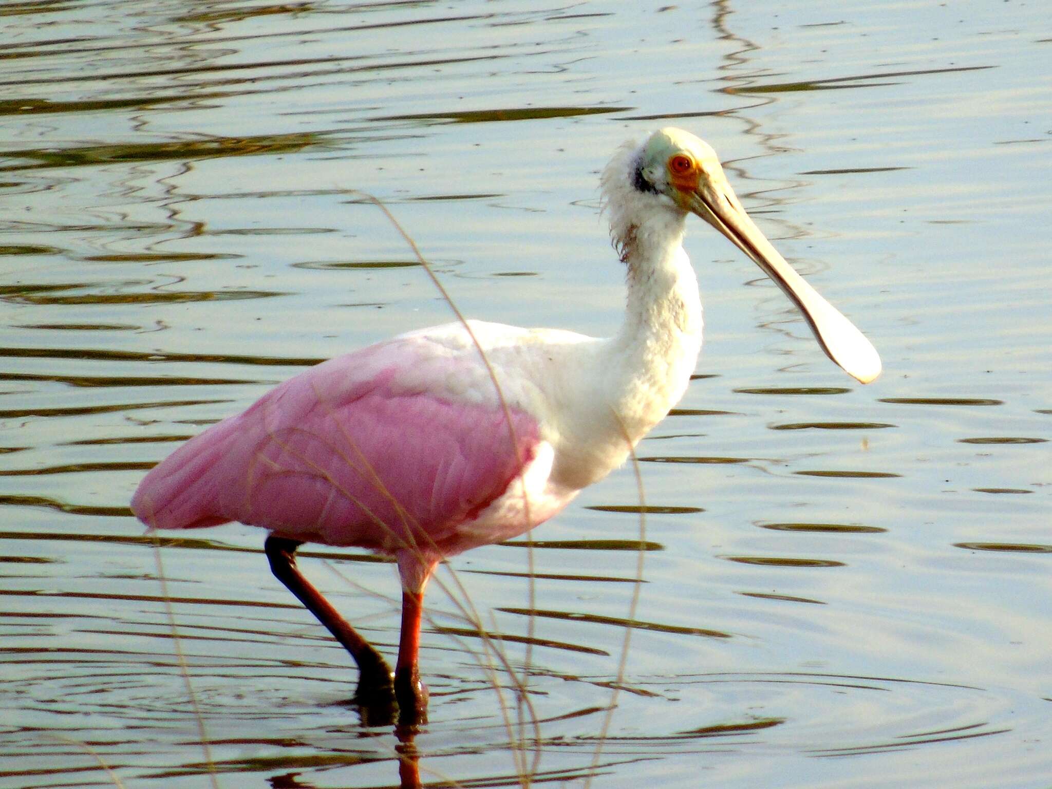 Image of Roseate Spoonbill