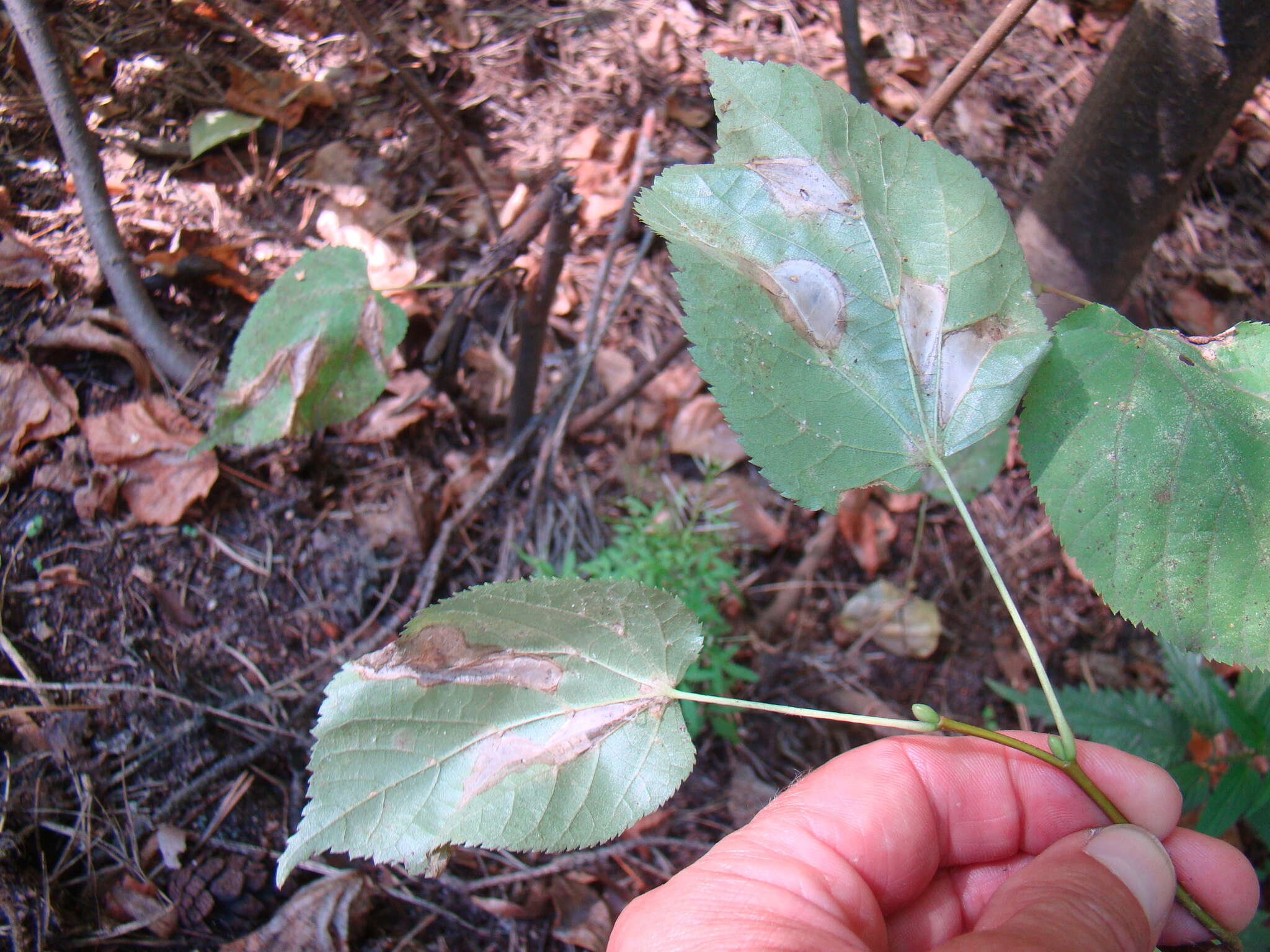 Phyllonorycter issikii (Kumata 1963) resmi