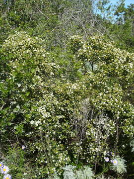 Image of Agathosma apiculata E. Mey. ex Bartl. & Wendl. fil.