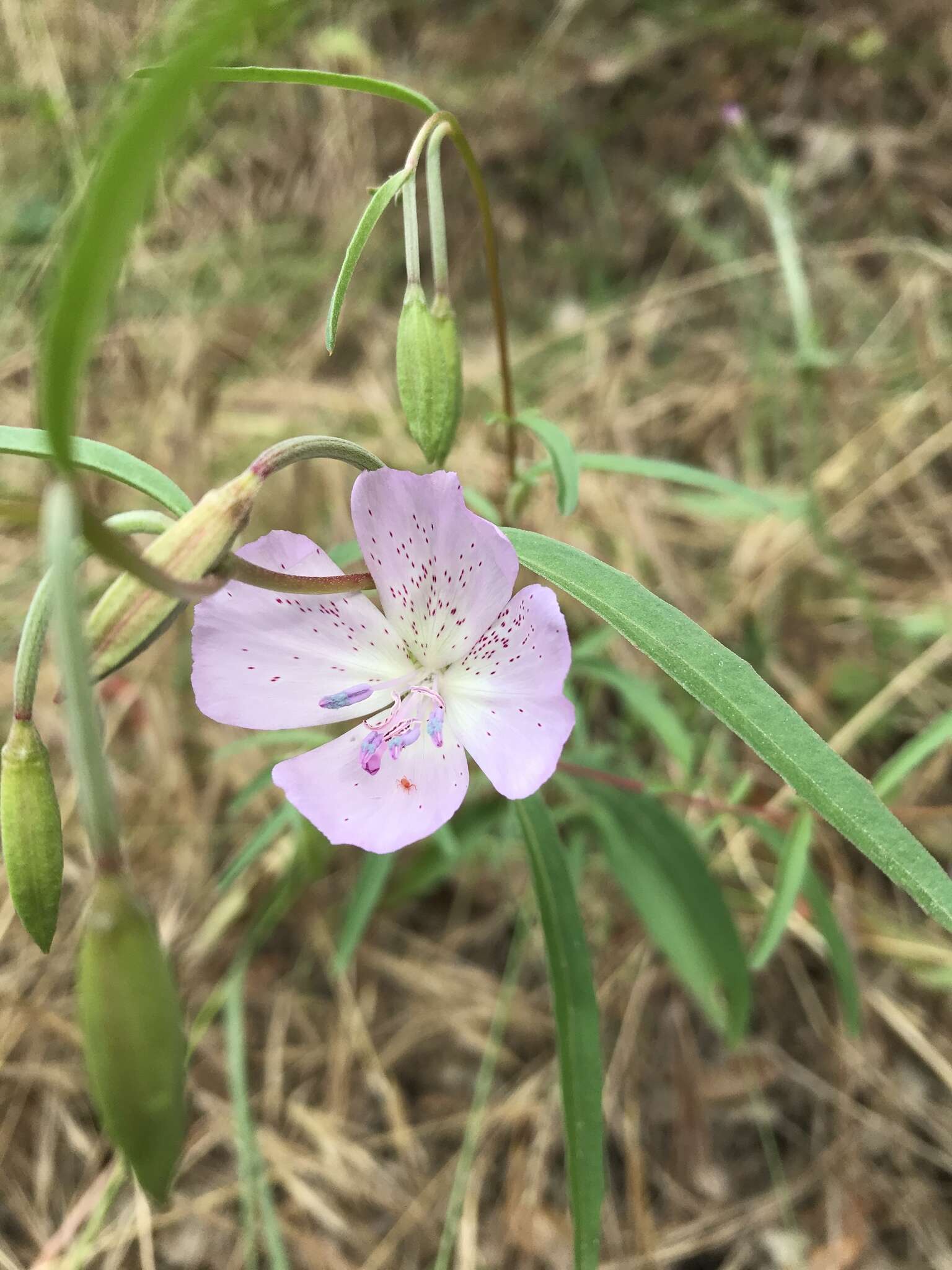 Image de Clarkia bottae (Spach) H. & M. Lewis