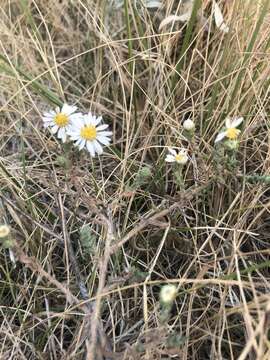 Image of white prairie aster