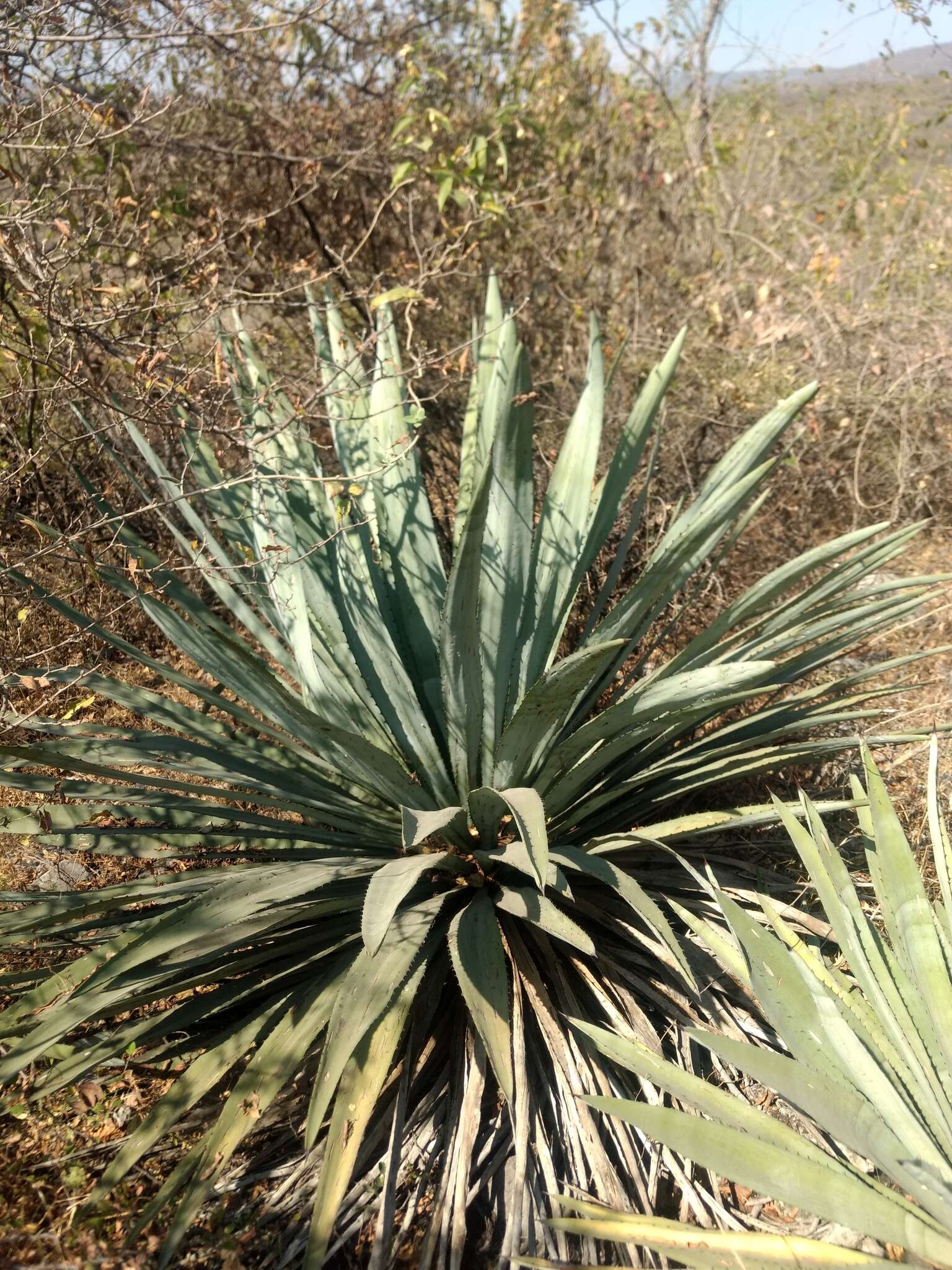 Image of Agave collina Greenm.